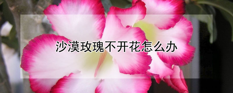 沙漠玫瑰不開花怎麼辦