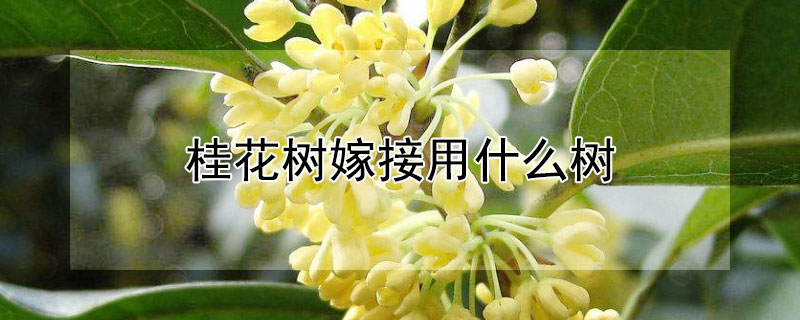 桂花樹嫁接用什麼樹