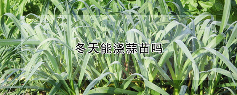 冬天能澆蒜苗嗎