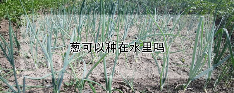 蔥可以種在水裏嗎