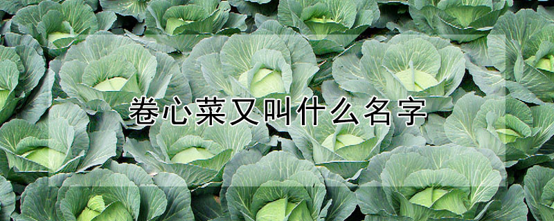 卷心菜又叫什麼名字