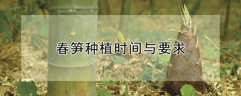 春筍種植時間與要求