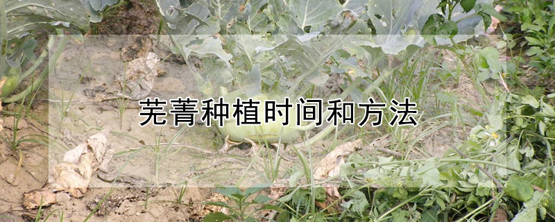 蕪菁種植時間和方法