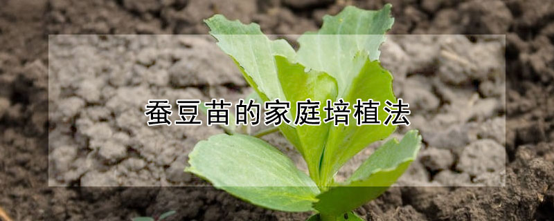 蠶豆苗的家庭培植法