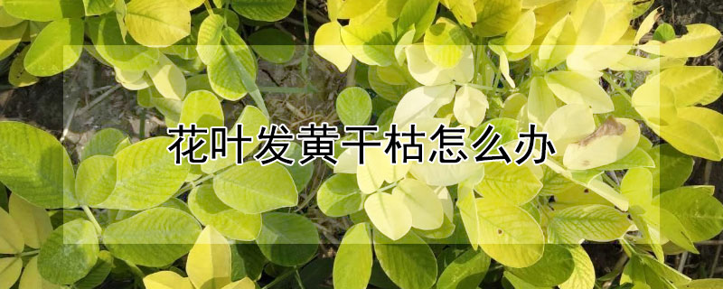 花葉發黃幹枯怎麼辦