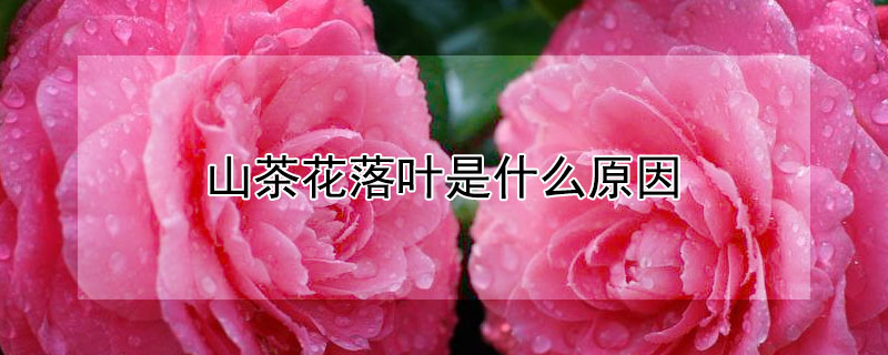 山茶花落葉是什麼原因