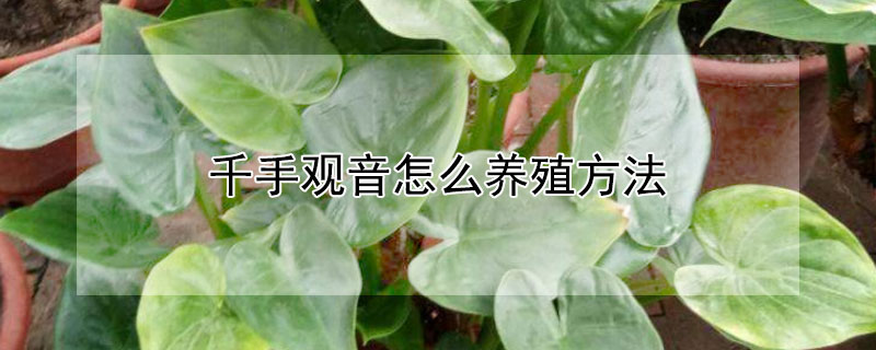 千手觀音怎麼養殖方法