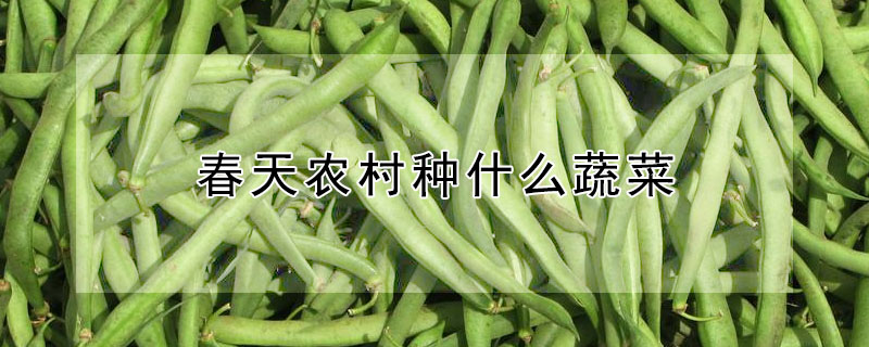 春天農村種什麼蔬菜