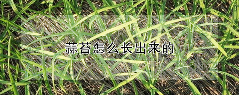 蒜苔怎麼長出來的