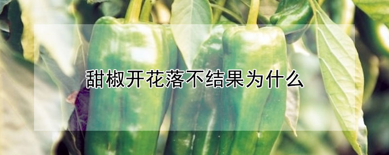 甜椒開花落不結果為什麼