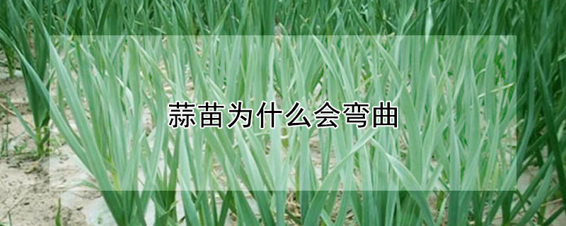 蒜苗為什麼會彎曲