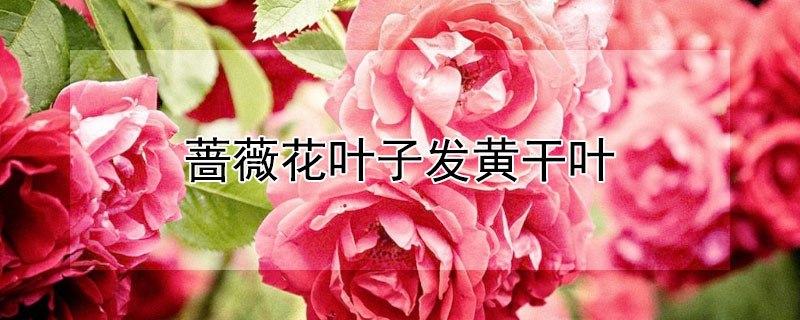 薔薇花葉子發黃幹葉