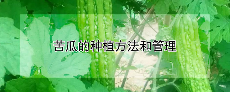 苦瓜的種植方法和管理