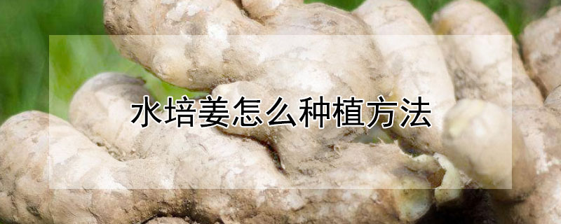 水培薑怎麼種植方法