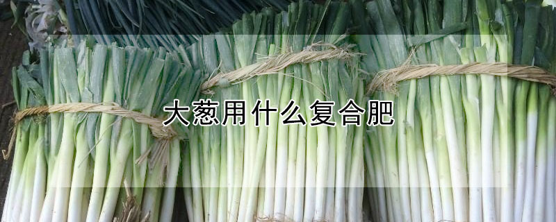 大蔥用什麼複合肥