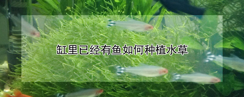 缸裏已經有魚如何種植水草