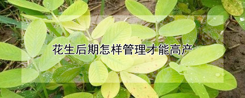 花生後期怎樣管理才能高產