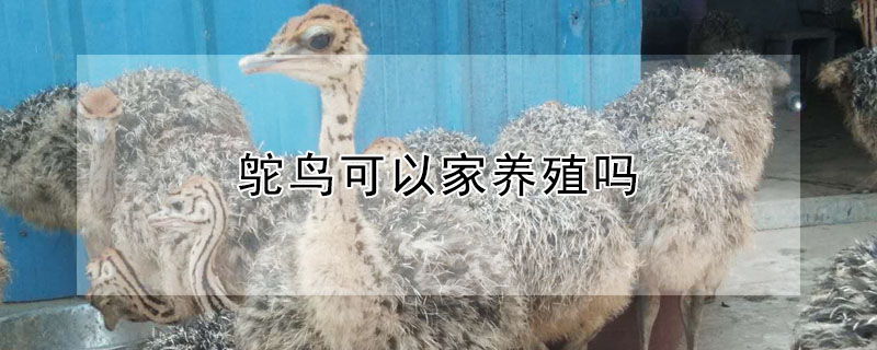 鴕鳥可以家養殖嗎