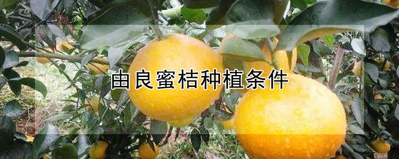 由良蜜桔種植條件