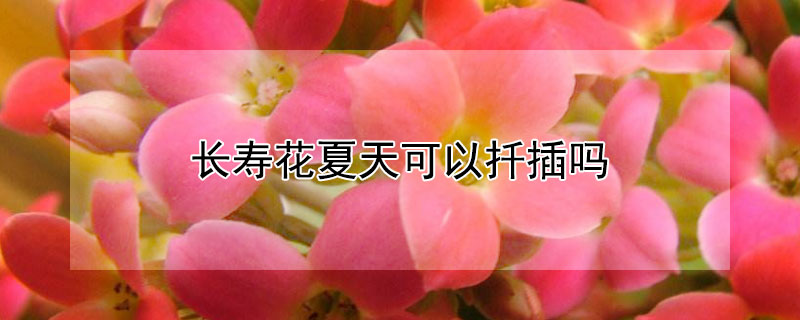 長壽花夏天可以扡插嗎