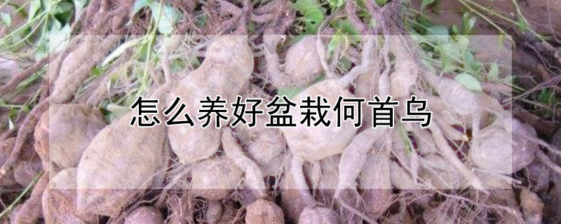 怎麼養好盆栽何首烏