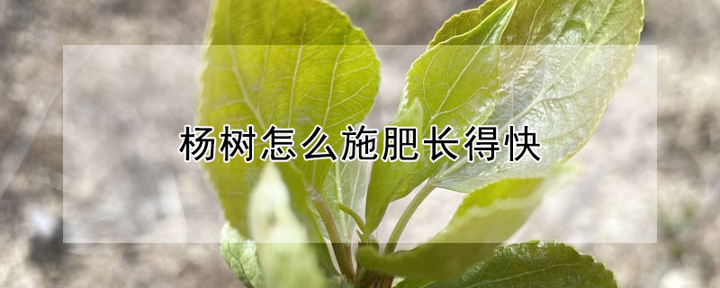 楊樹怎麼施肥長得快