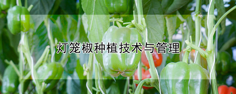 燈籠椒種植技術與管理