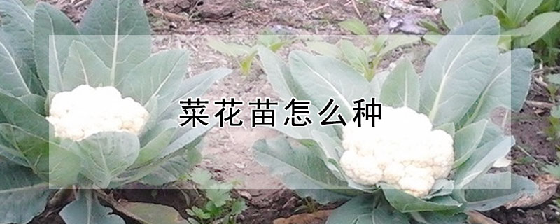 菜花苗怎麼種