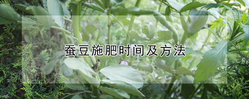 蠶豆施肥時間及方法