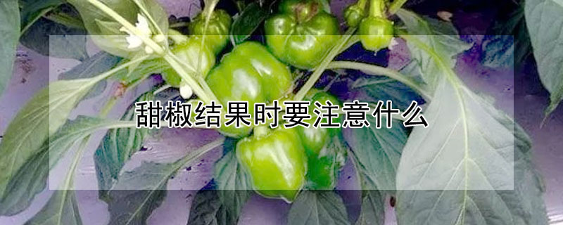 甜椒結果時要注意什麼