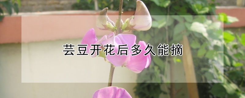 芸豆開花後多久能摘