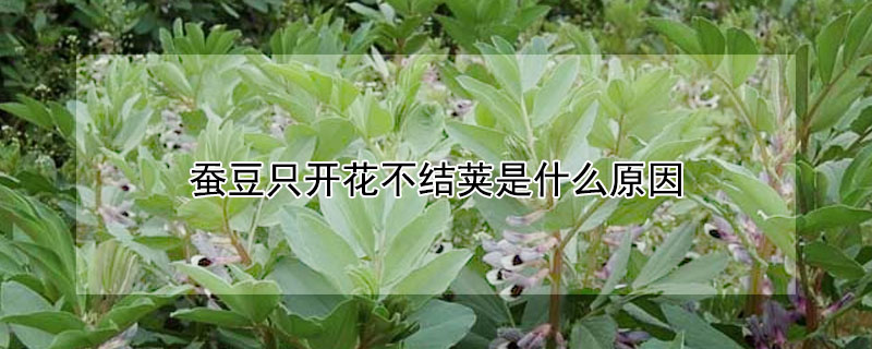 蠶豆隻開花不結莢是什麼原因