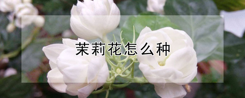 茉莉花怎麼種