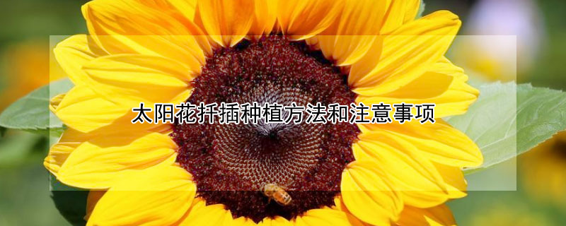 太陽花扡插種植方法和注意事項