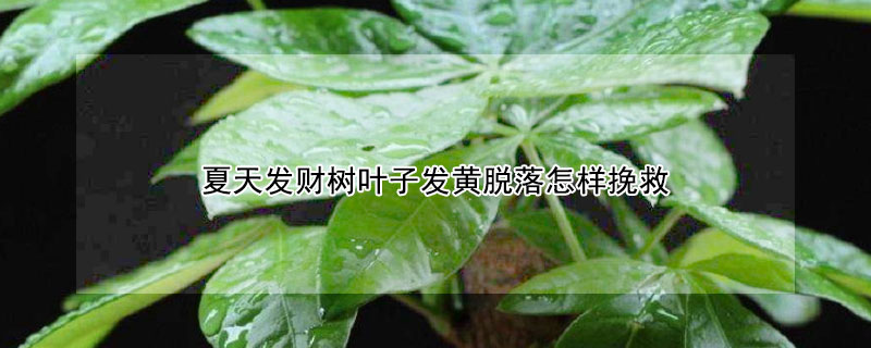 夏天發財樹葉子發黃脫落怎樣挽救