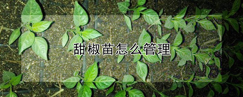 甜椒苗怎麼管理