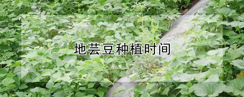 地芸豆種植時間