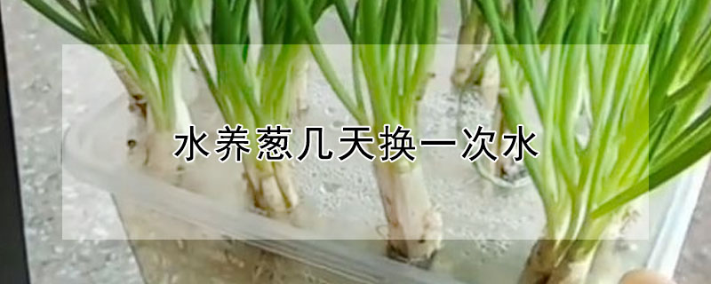 水養蔥幾天換一次水