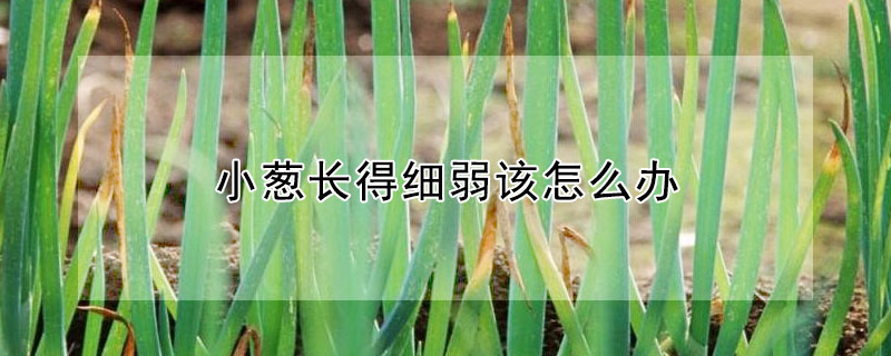 小蔥長得細弱該怎麼辦