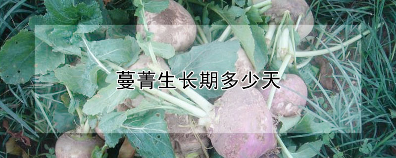 蔓菁生長期多少天