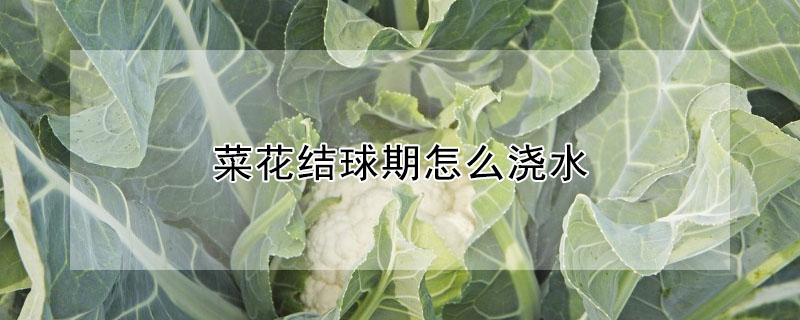 菜花結球期怎麼澆水