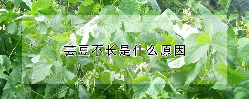 芸豆不長是什麼原因