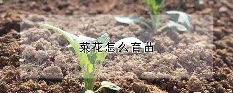 菜花怎麼育苗