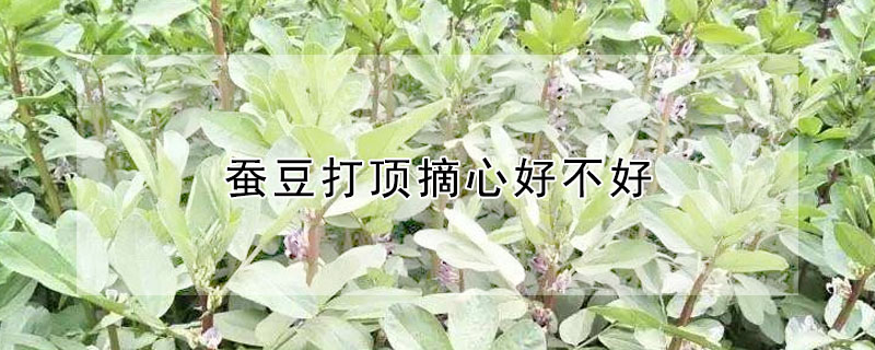 蠶豆打頂摘心好不好