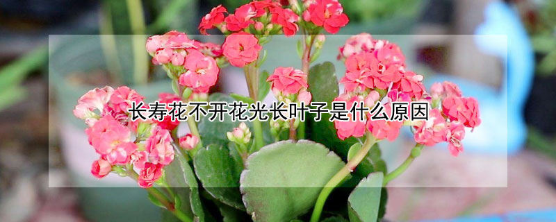 長壽花不開花光長葉子是什麼原因