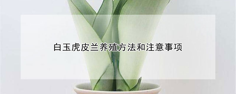 白玉虎皮蘭養殖方法和注意事項