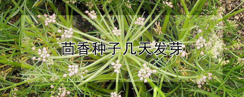 茴香種子幾天發芽