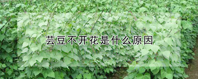 芸豆不開花是什麼原因