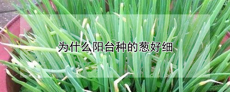 為什麼陽台種的蔥好細