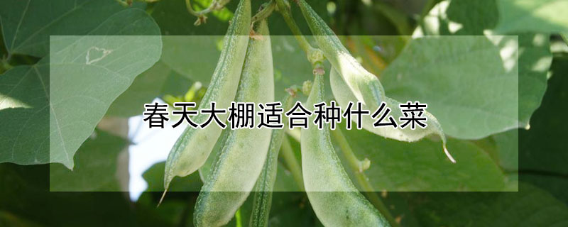 春天大棚適合種什麼菜